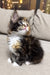 Hayley | Maine Coon Kitten