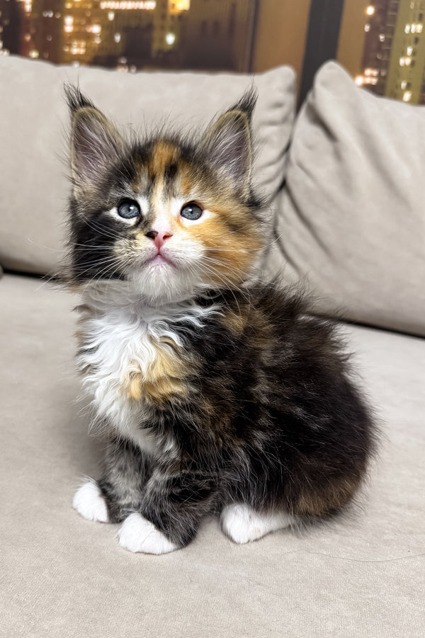 Hayley | Maine Coon Kitten