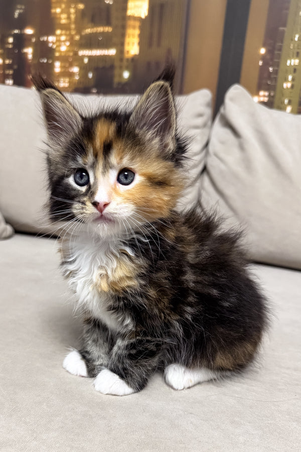 Hayley | Maine Coon Kitten