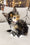 Hayley | Maine Coon Kitten