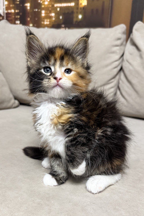 Hayley | Maine Coon Kitten
