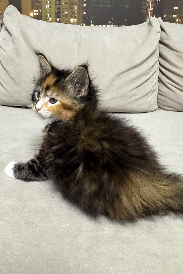 Hayley | Maine Coon Kitten