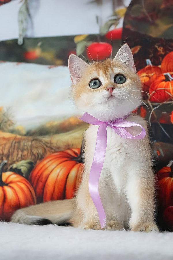 Helen | British Shorthair Kitten