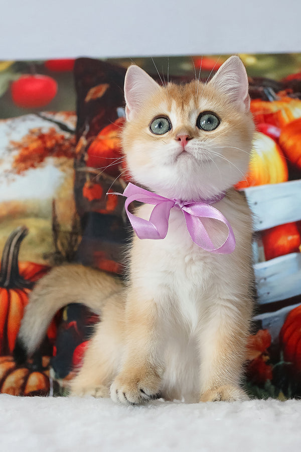Helen | British Shorthair Kitten