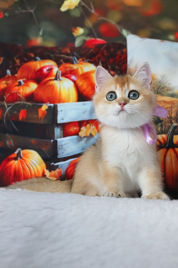Helen | British Shorthair Kitten