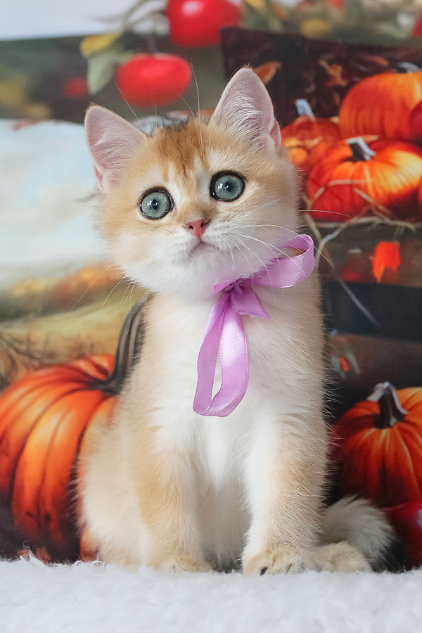 Helen | British Shorthair Kitten