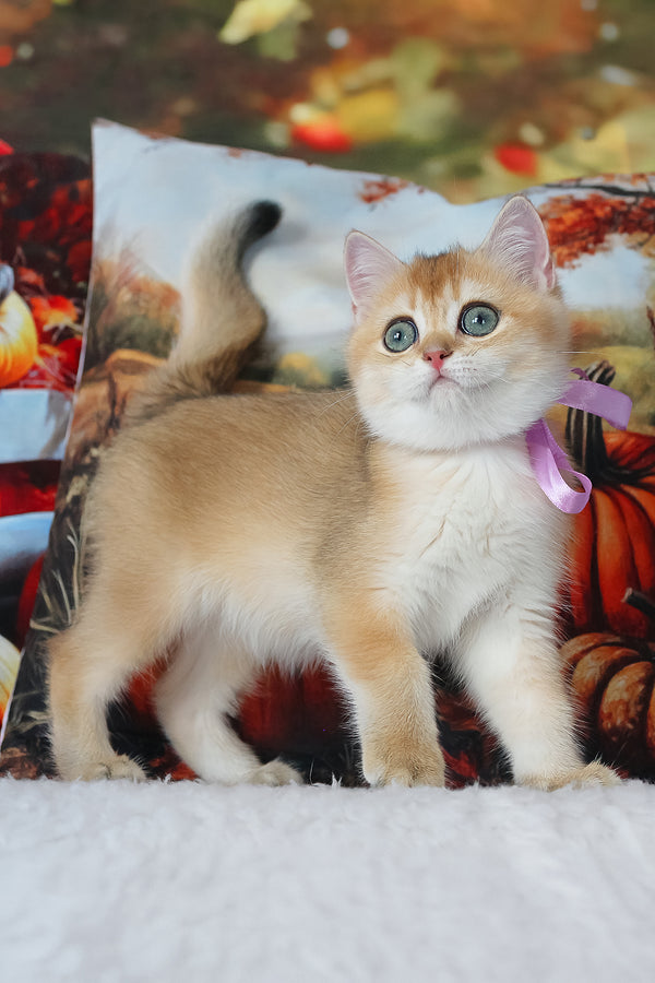Helen | British Shorthair Kitten