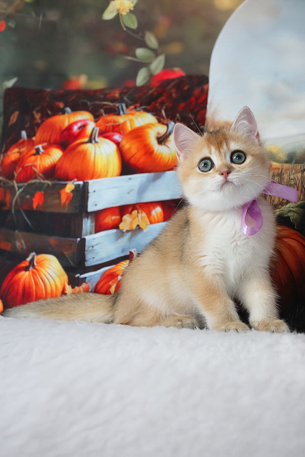 Helen | British Shorthair Kitten