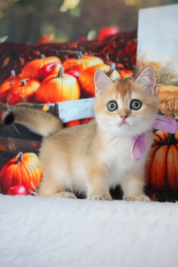 Helen | British Shorthair Kitten