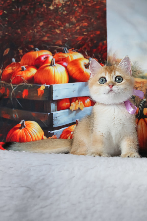 Helen | British Shorthair Kitten