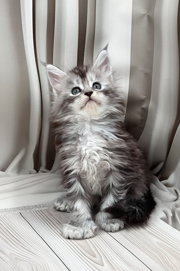 Henrietta | Polydactyl Maine Coon Kitten