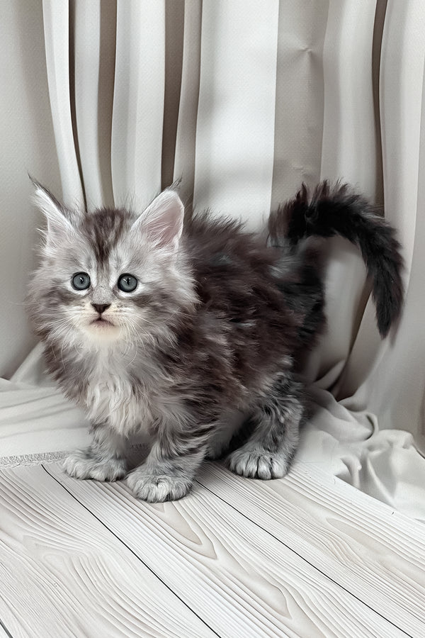 Henrietta | Polydactyl Maine Coon Kitten