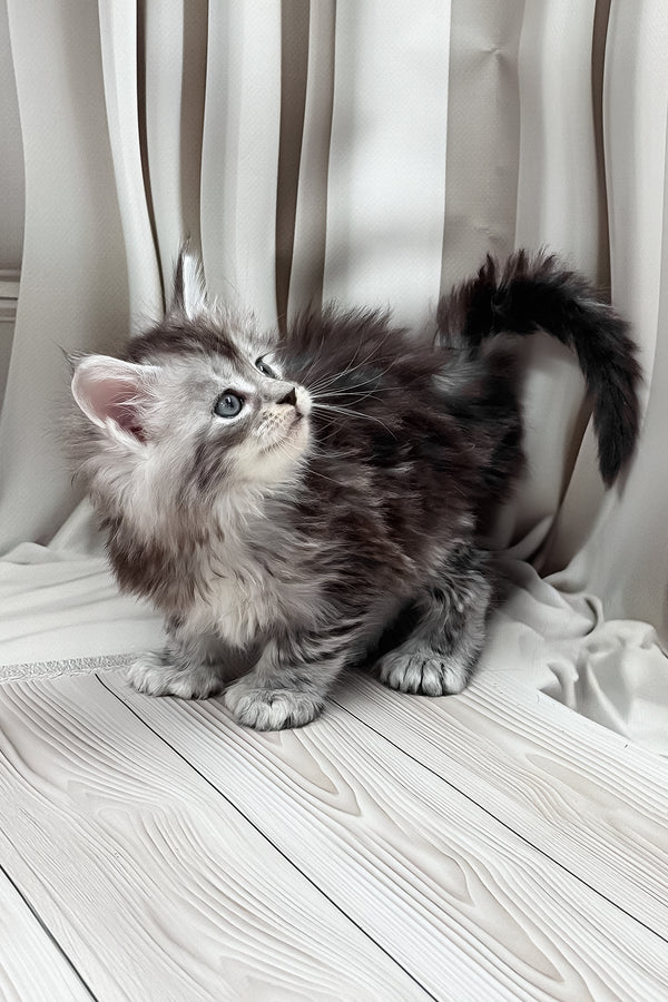 Henrietta | Polydactyl Maine Coon Kitten