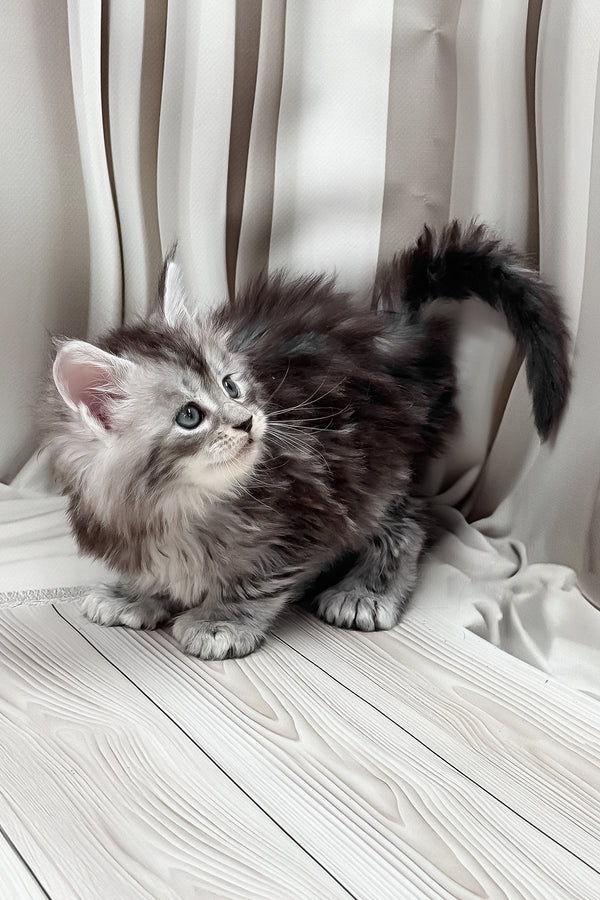 Henrietta | Polydactyl Maine Coon Kitten
