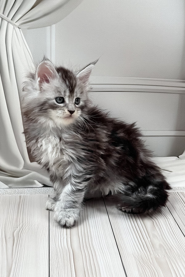 Henrietta | Polydactyl Maine Coon Kitten