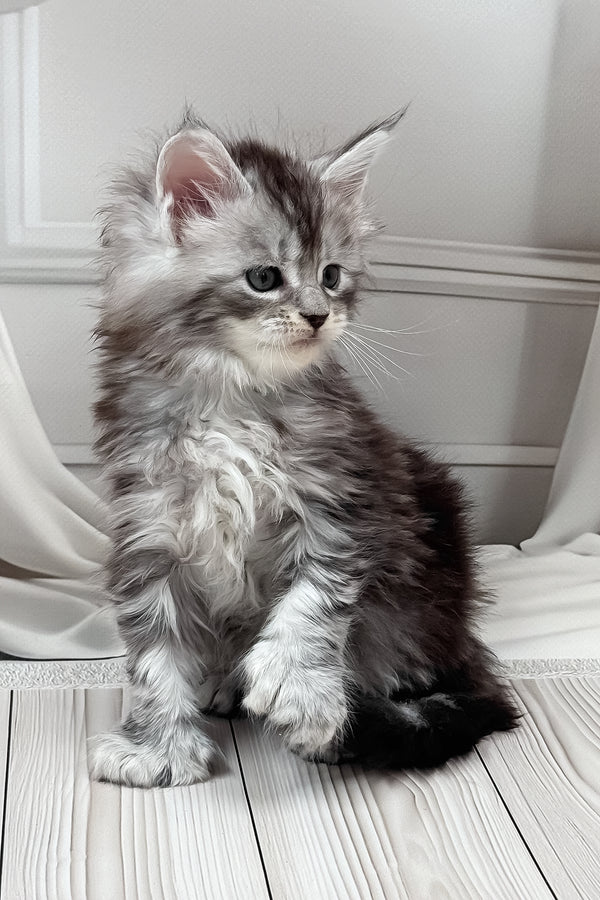 Henrietta | Polydactyl Maine Coon Kitten