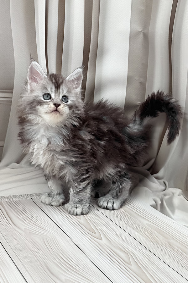 Henrietta | Polydactyl Maine Coon Kitten