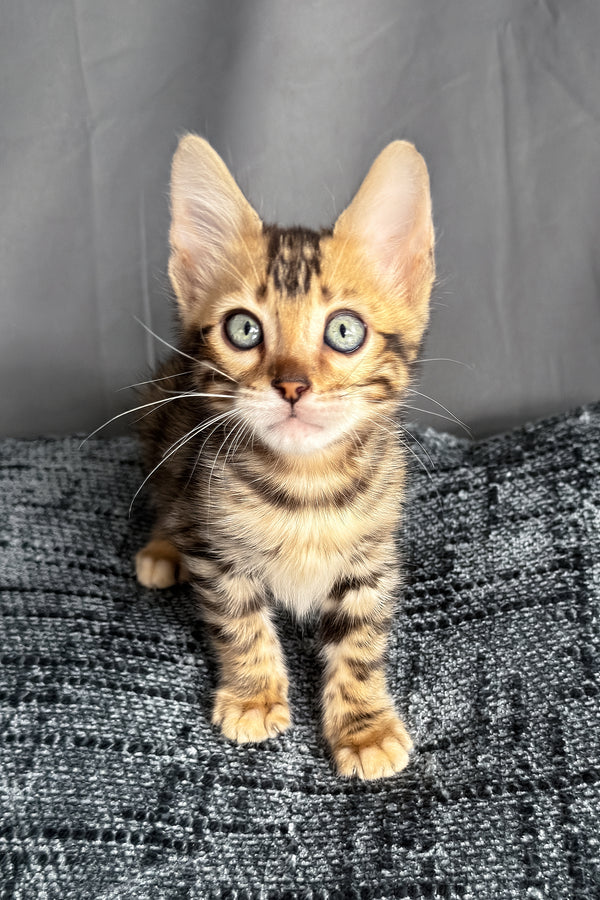 Hercules | Bengal Kitten