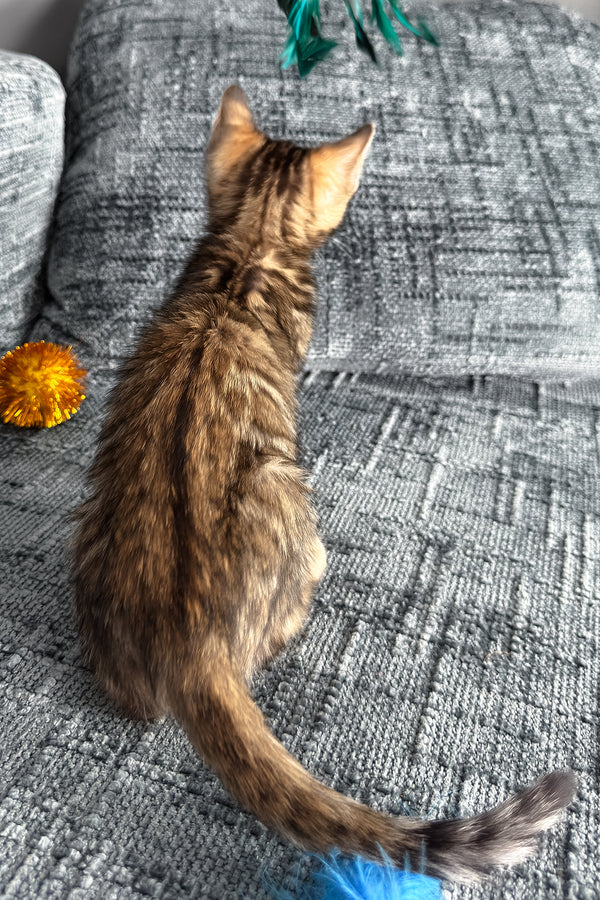 Hercules | Bengal Kitten