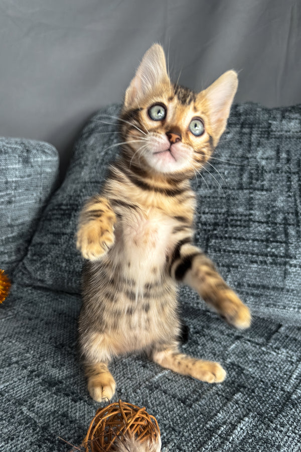Hercules | Bengal Kitten
