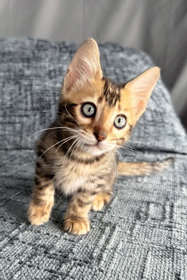 Hercules | Bengal Kitten
