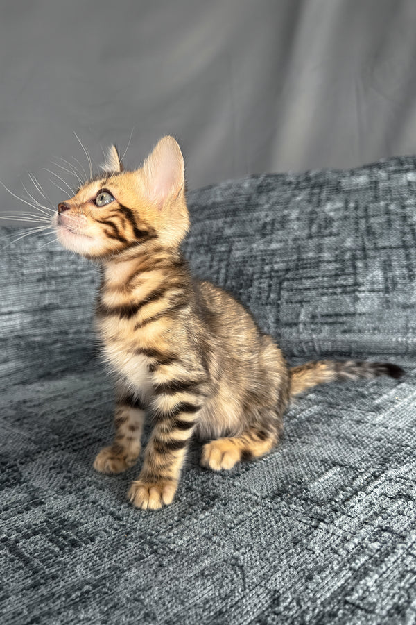 Hercules | Bengal Kitten