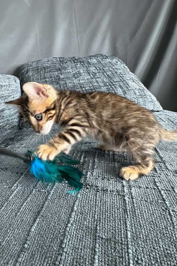 Hercules | Bengal Kitten