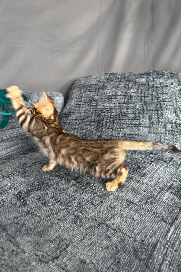 Hercules | Bengal Kitten