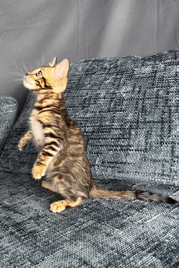 Hercules | Bengal Kitten