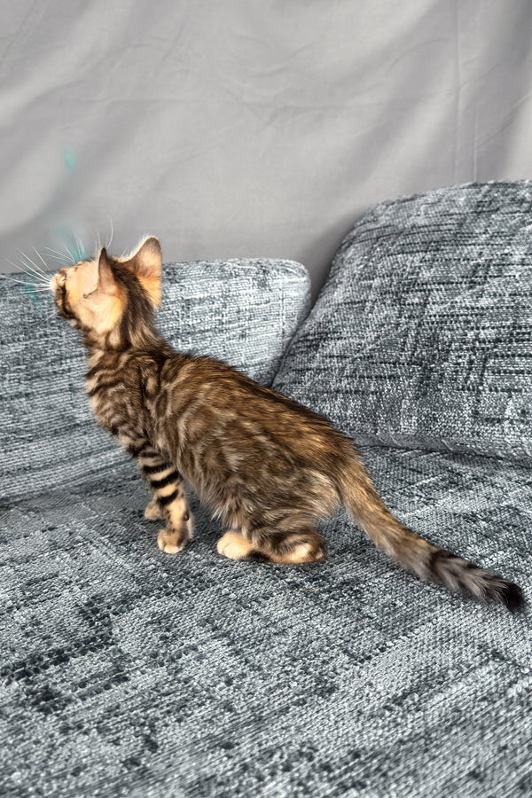 Hercules | Bengal Kitten