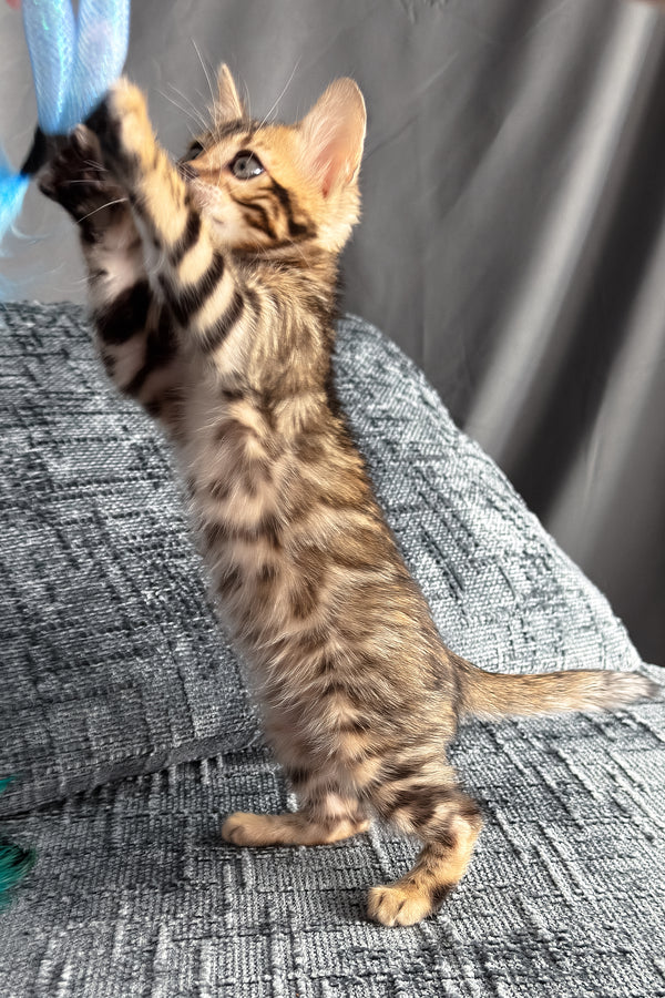 Hercules | Bengal Kitten