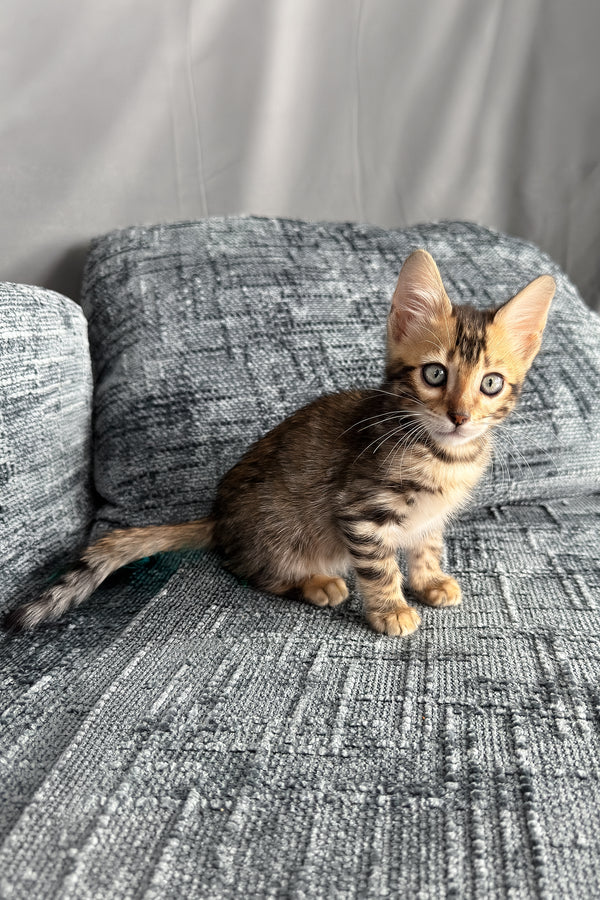 Hercules | Bengal Kitten
