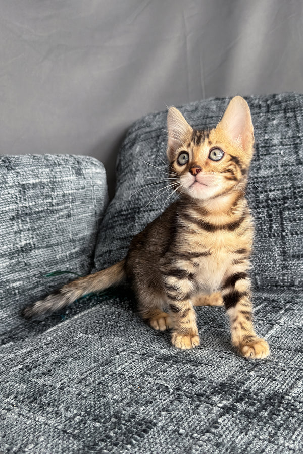 Hercules | Bengal Kitten