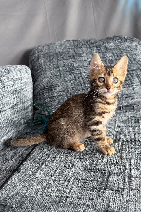 Hercules | Bengal Kitten
