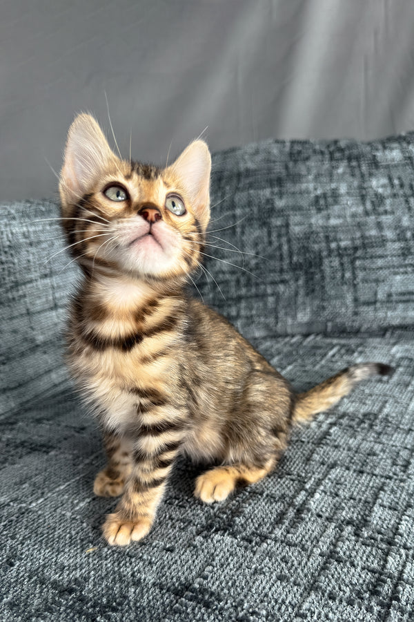 Hercules | Bengal Kitten