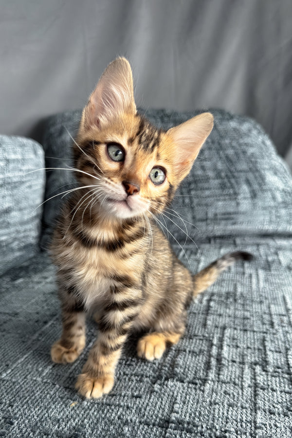 Hercules | Bengal Kitten
