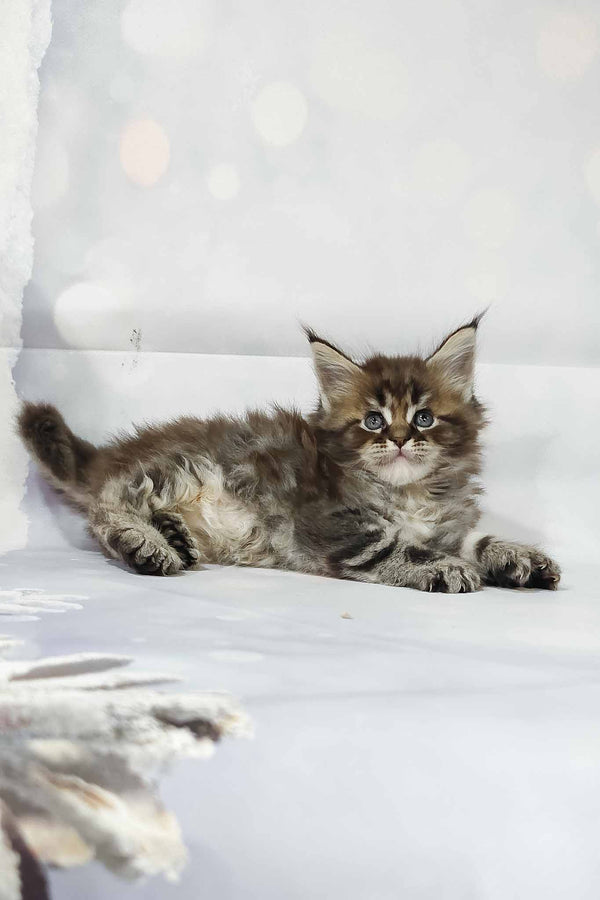 Hermione | Polydactyl Maine Coon Kitten