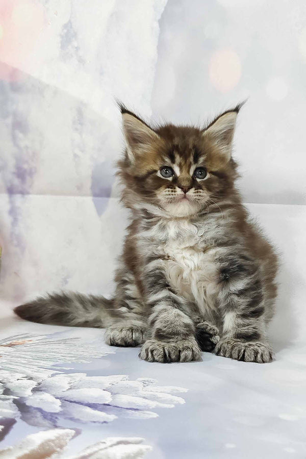 Hermione | Polydactyl Maine Coon Kitten