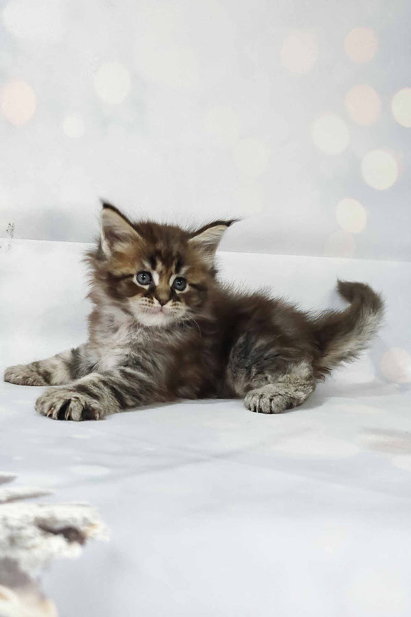 Hermione | Polydactyl Maine Coon Kitten