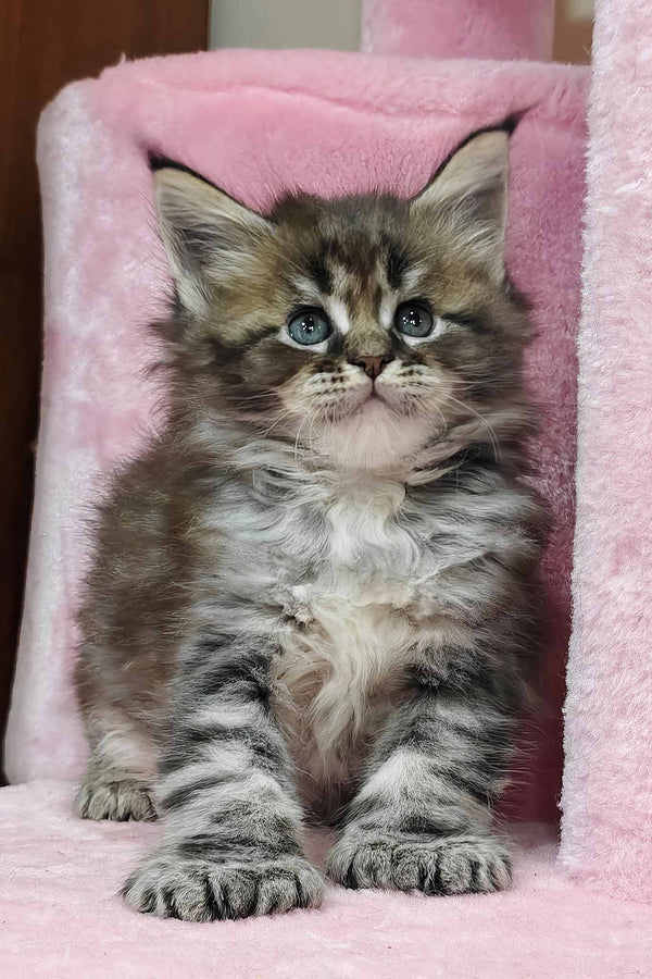 Hermione | Polydactyl Maine Coon Kitten