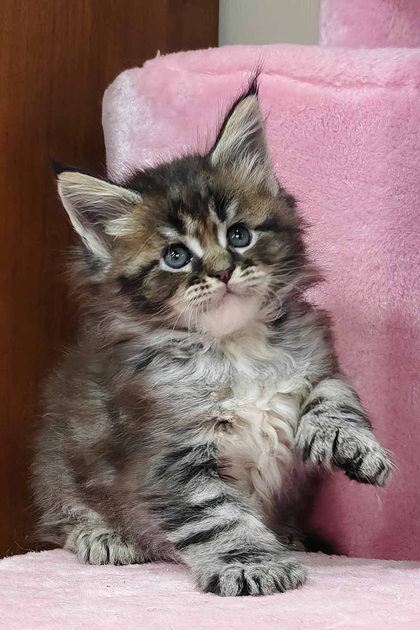 Hermione | Polydactyl Maine Coon Kitten