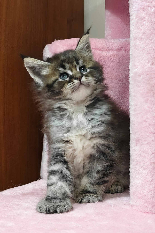 Hermione | Polydactyl Maine Coon Kitten