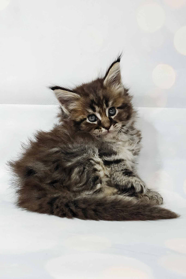 Hermione | Polydactyl Maine Coon Kitten