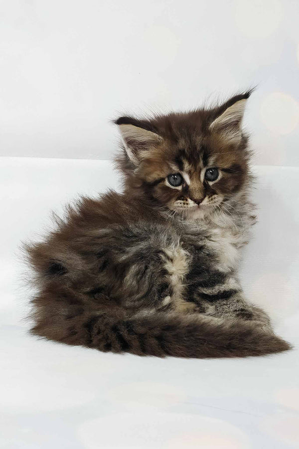 Hermione | Polydactyl Maine Coon Kitten