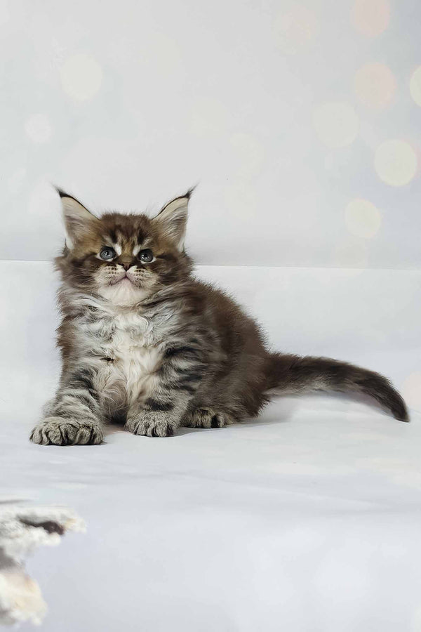 Hermione | Polydactyl Maine Coon Kitten