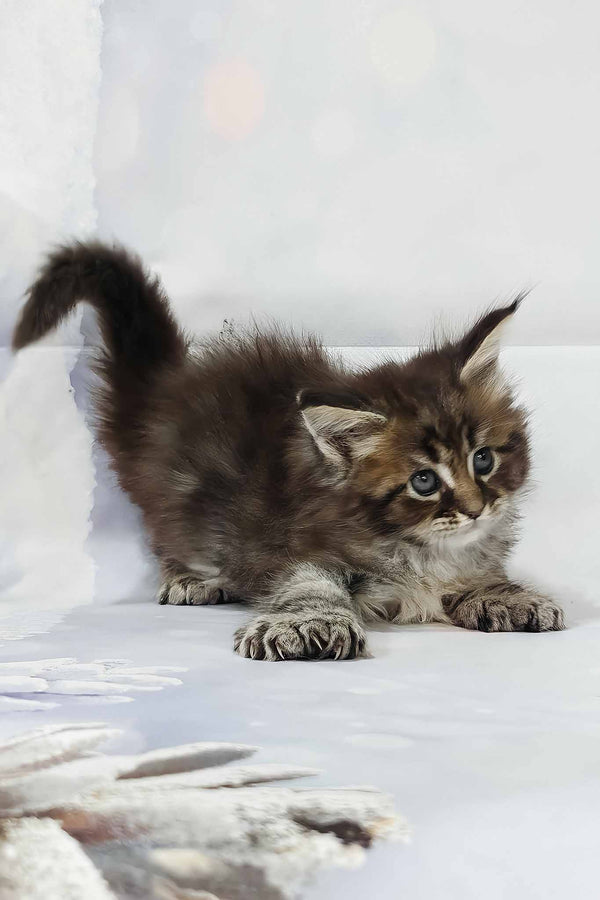 Hermione | Polydactyl Maine Coon Kitten
