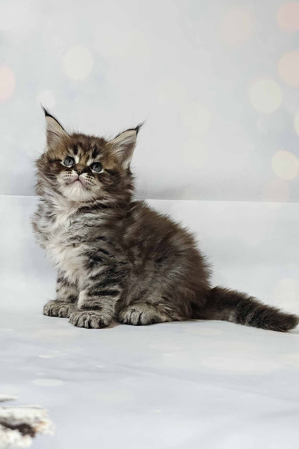 Hermione | Polydactyl Maine Coon Kitten