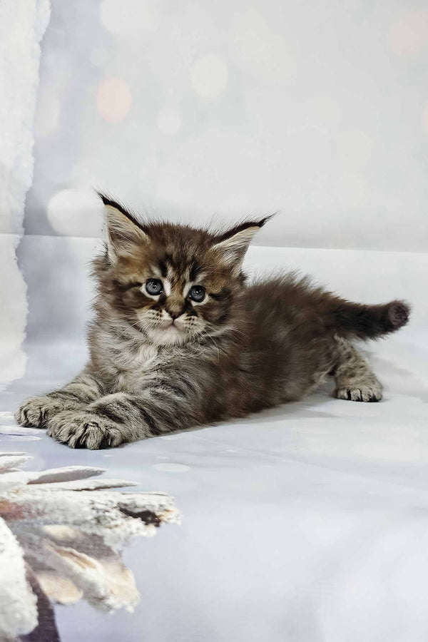 Hermione | Polydactyl Maine Coon Kitten
