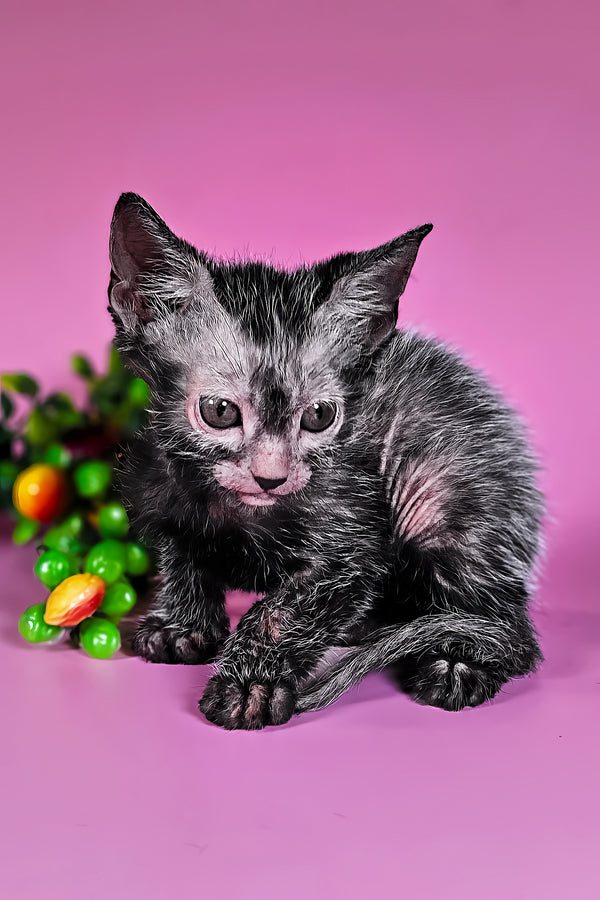 Hermione | Lykoi Kitten