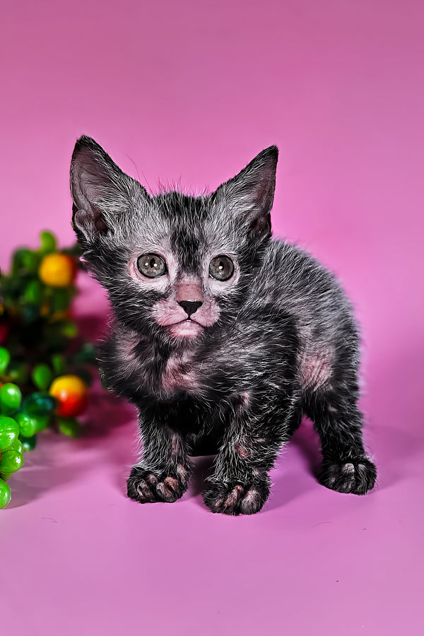 Hermione | Lykoi Kitten